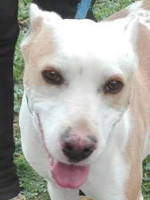 Bonachon / Rüde / mittelgroß