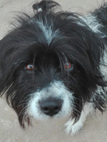 Pongo_2