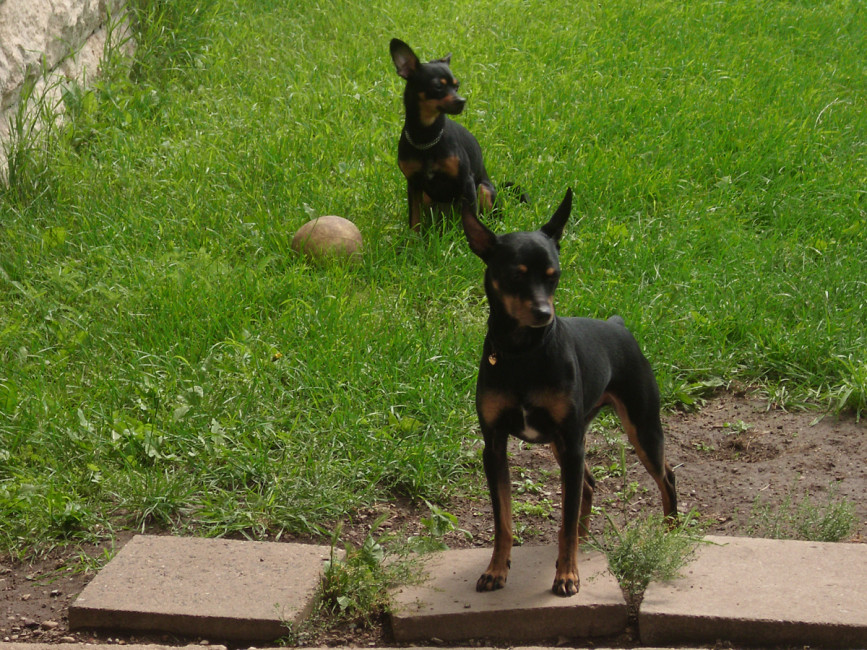 bruti 3 20130629 1996806983 bruti 3 20130629 1996806983