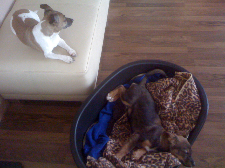 borris 20110215 1606723485 borris 20110215 1606723485