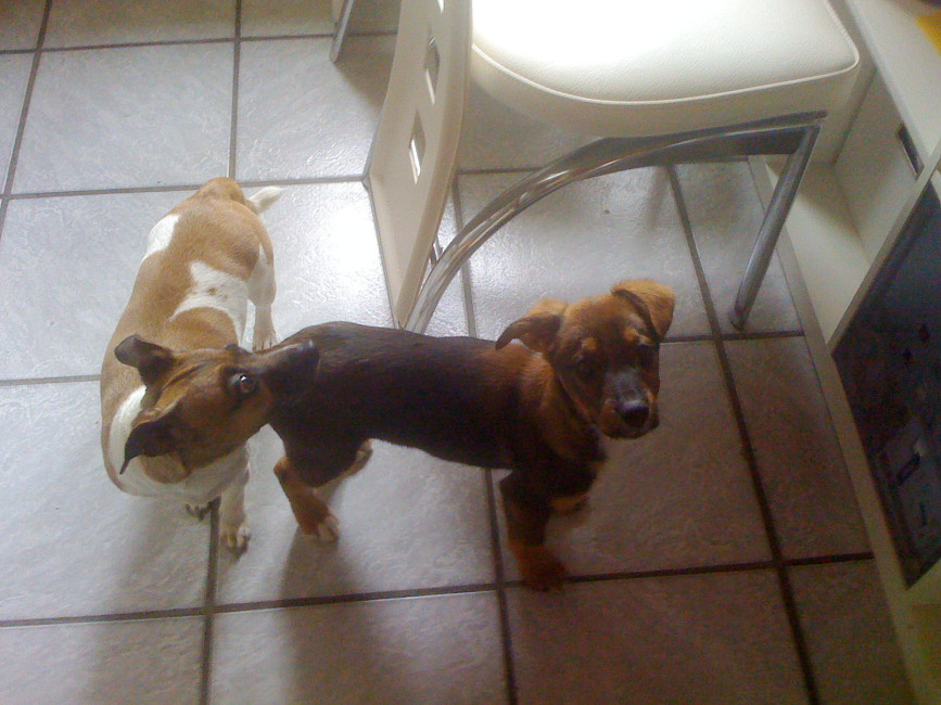 borris 20110215 1784345881 borris 20110215 1784345881