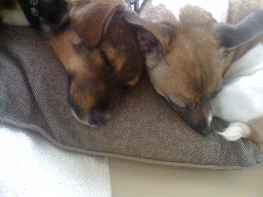 borris 20110222 1153940114 borris 20110222 1153940114