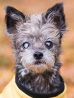 Grüße aus der Schweiz