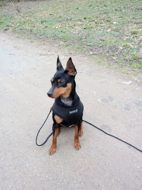 polly 20110318 1352262250 polly 20110318 1352262250