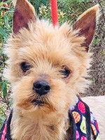 Shark / Rüde / klein