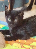 Hanna / Katzenmädchen