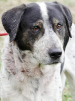 Gastvermittung: Pistache / Rüde