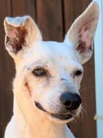 Charlie / Rüde / klein