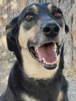 Gastvermittlung: Rory / Hündin / groß